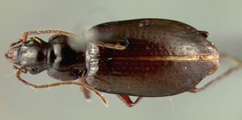 Media type: image;   Entomology 23519 Aspect: habitus dorsal view